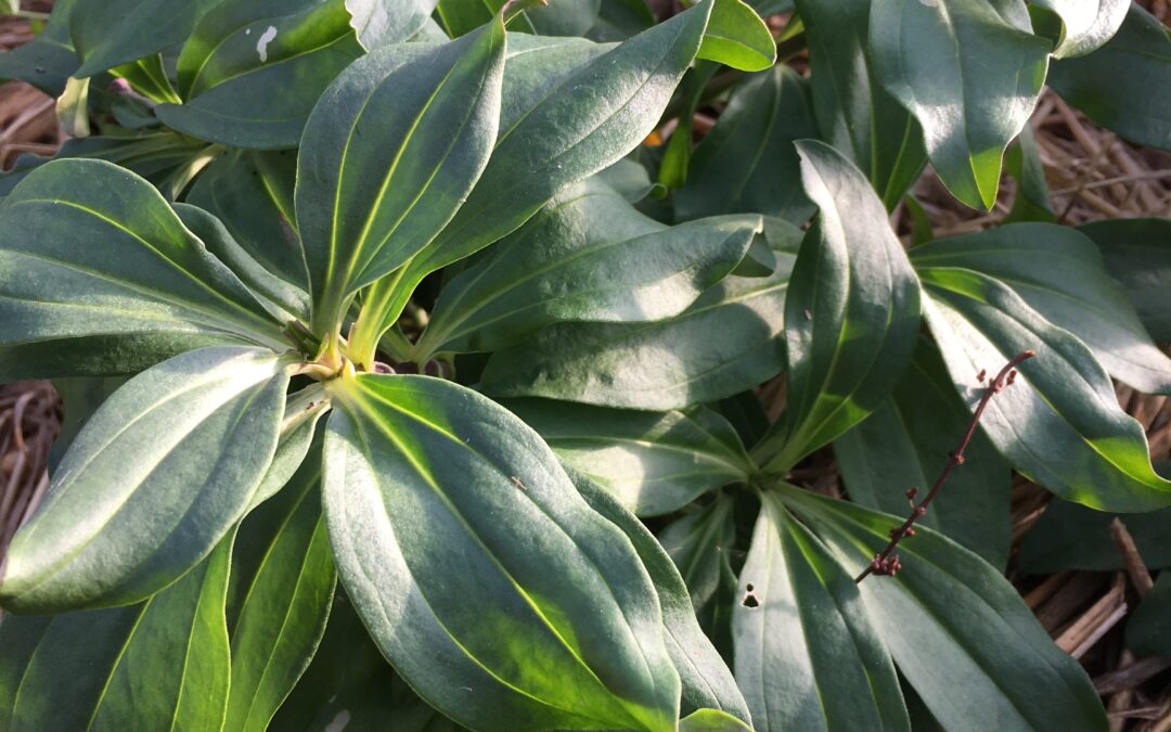 Saponaria Officinale ou Herbe à savon