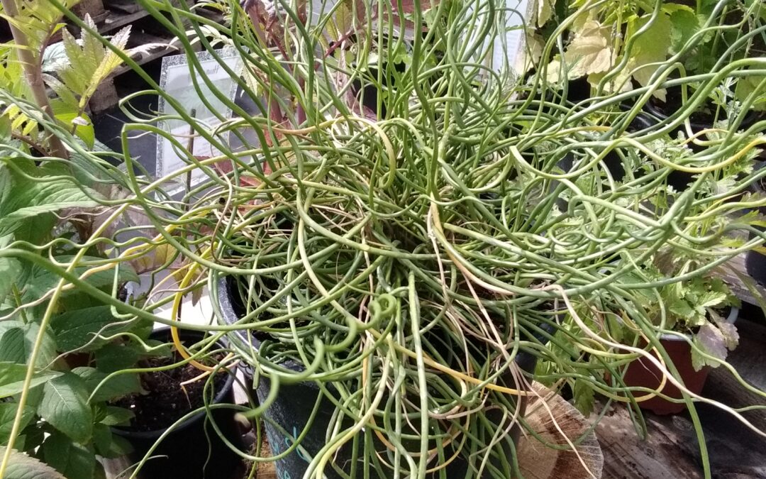 Jonc de mer spiralé