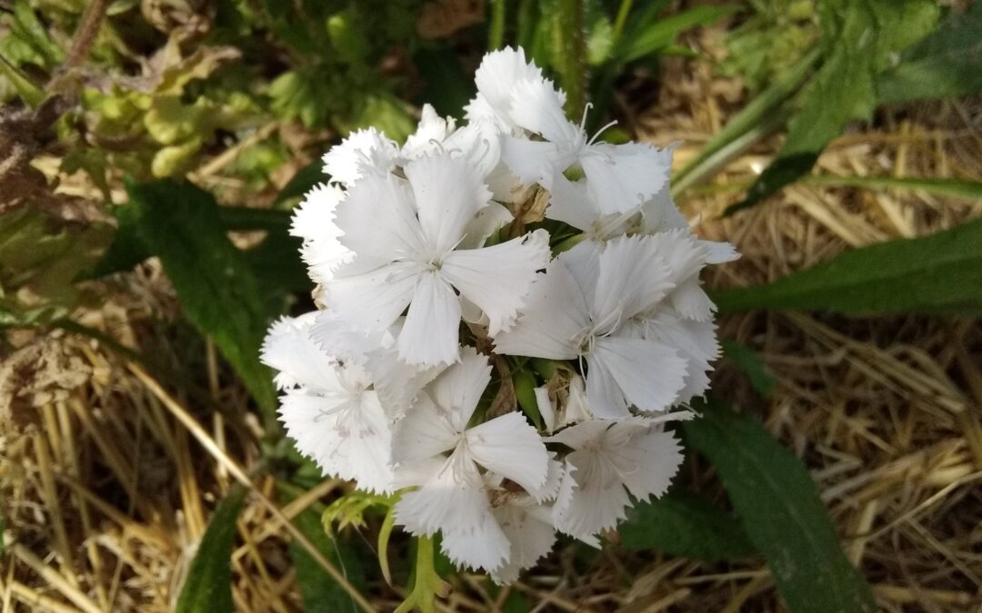Oeillets des Poètes &lsquo; Summertime white&rsquo;