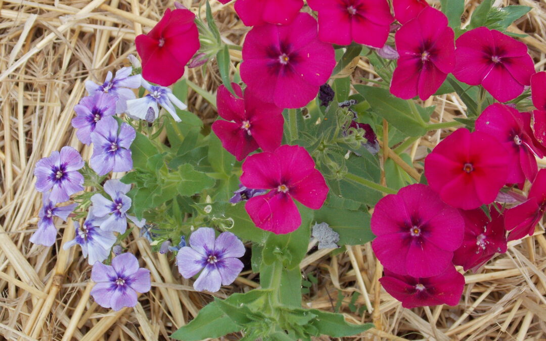 Phlox de Drummond