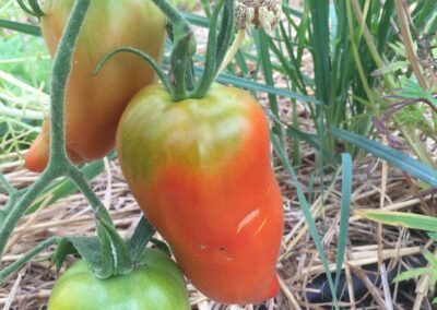 Tomates ‘Cornue des Andes’