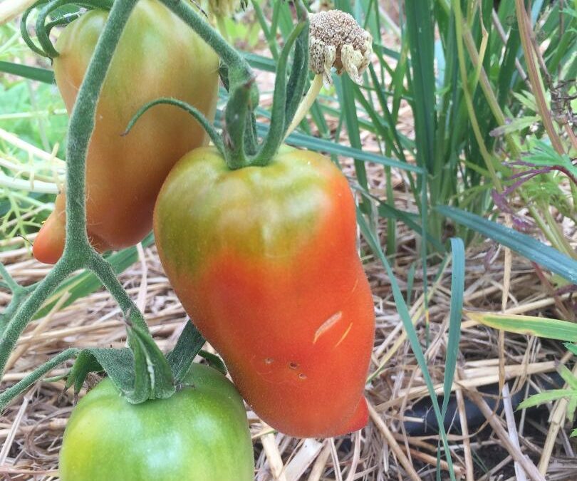 Tomates &lsquo;Cornue des Andes&rsquo;