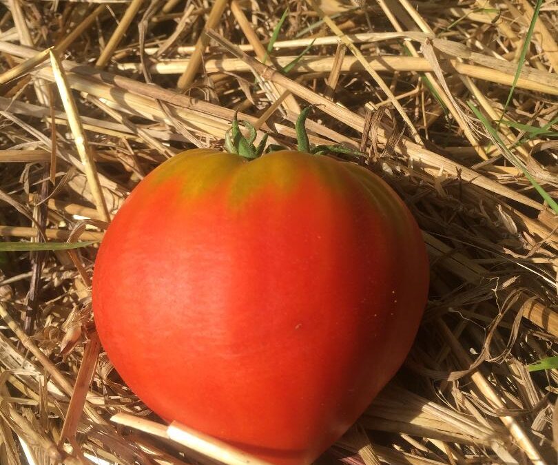 Tomates &lsquo;Coeur de Boeuf&rsquo;