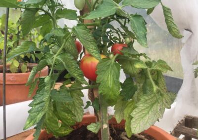 Tomates ‘Grushovka’
