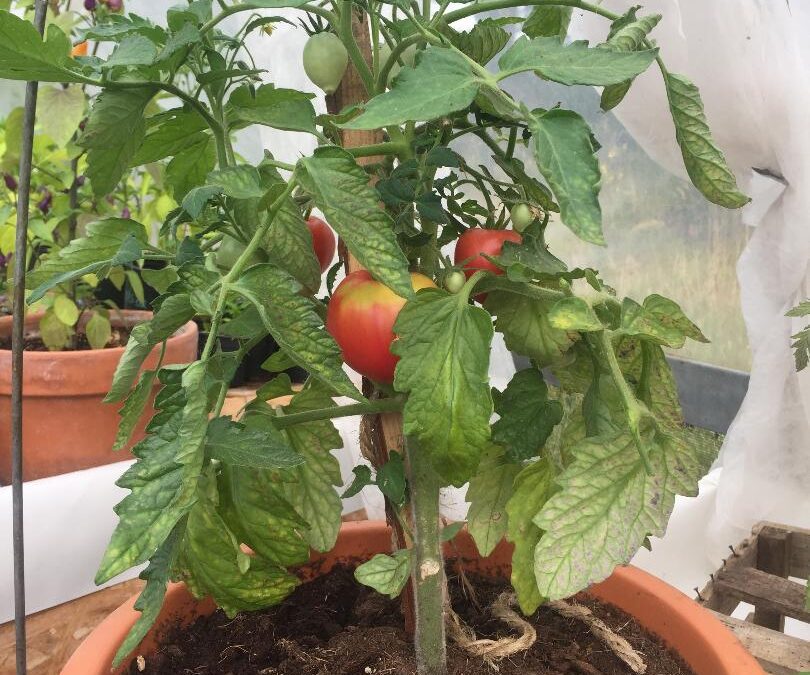 Tomates &lsquo;Grushovka&rsquo;