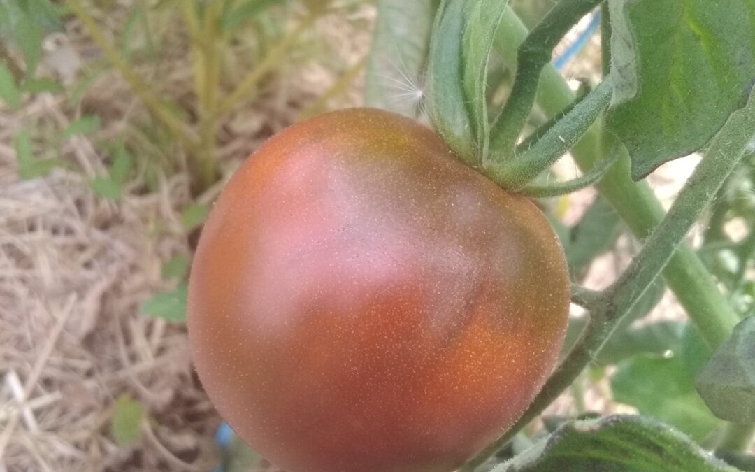 Tomates &lsquo;Noire de Crimée&rsquo;