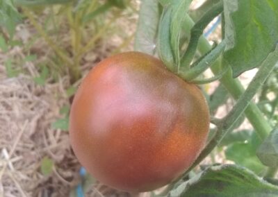 Tomates ‘Noire de Crimée’