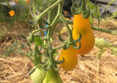 Tomates poires jaunes ‘Pear Shaped’