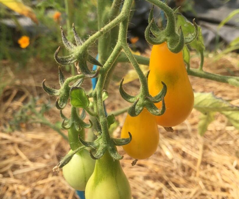 Tomates poires jaunes &lsquo;Pear Shaped&rsquo;