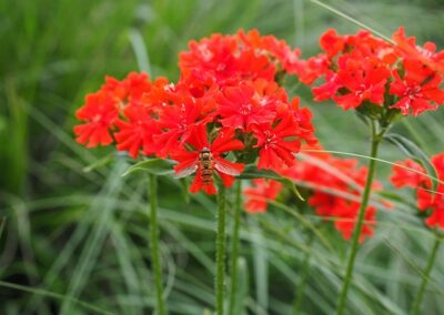 CROIX DE JERUSALEM ou Croix de Malte (Lychnis chalcedonica)