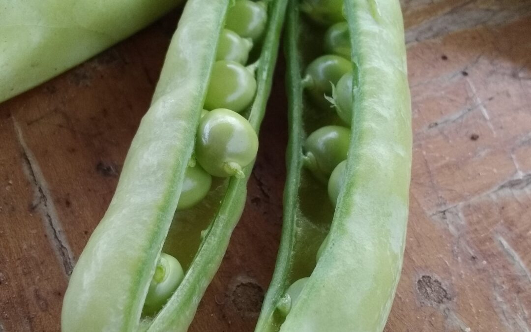 Petit pois