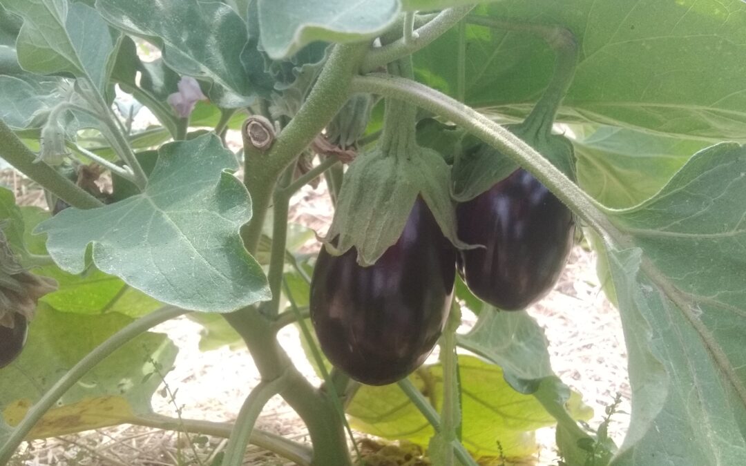 Aubergines Diamond
