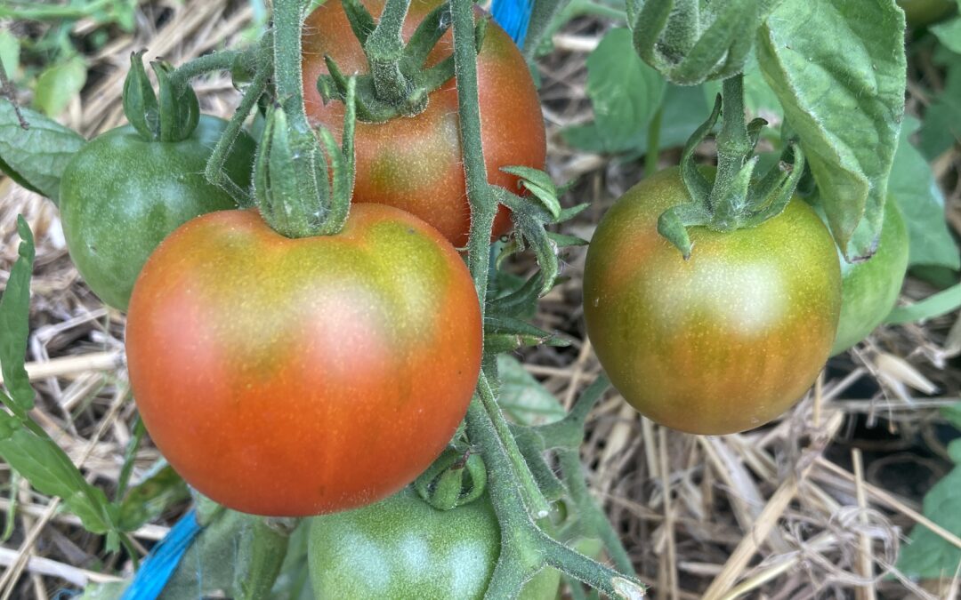 Tomates &lsquo;Précoce de Quimper&rsquo;