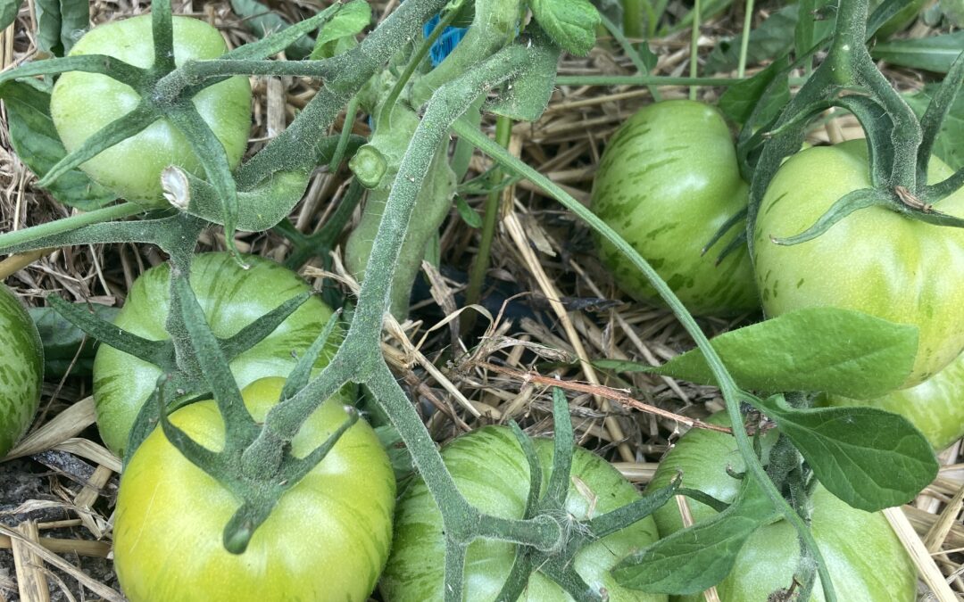 Tomates &lsquo;Green Zebra&rsquo;