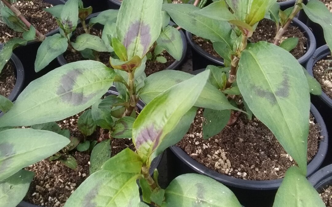 Coriandre Vietnamienne