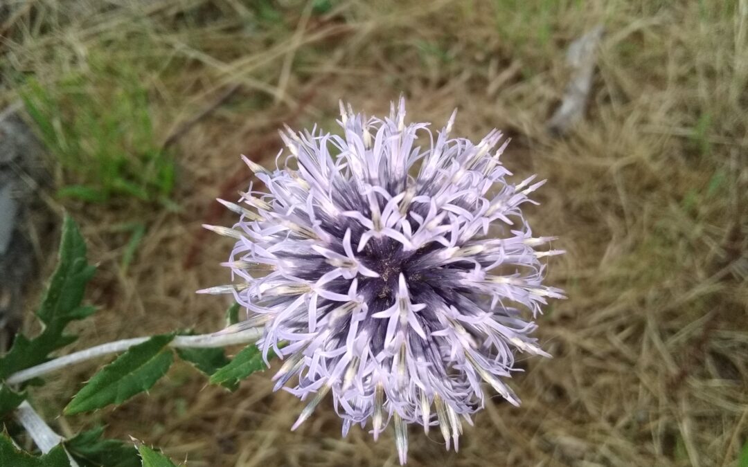 Echinops Ritro
