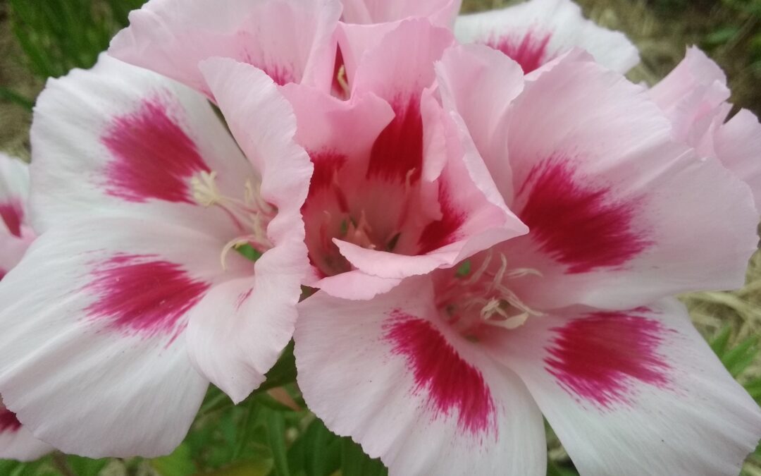 GODETIA GRANDIFLORA à fleurs d&rsquo;azalée (clarkia)