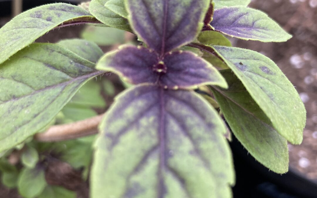 Basilic du Kenya « Ocimum kilimandscharicum »