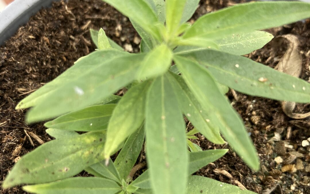 Verveine d&rsquo;Argentine