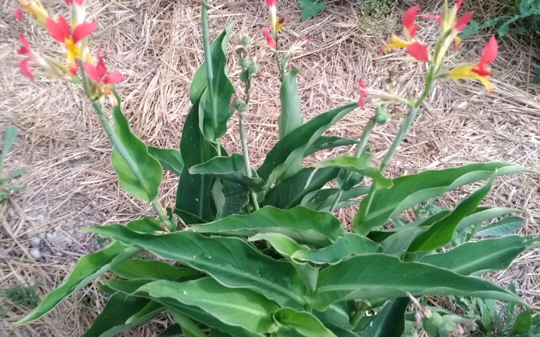 Canna indica