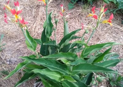 Canna indica