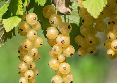 Groseilles blanches &lsquo;Versaillaise blanche&rsquo;