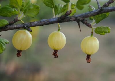 Groseillier à Maquereaux &lsquo;Varianta&rsquo;