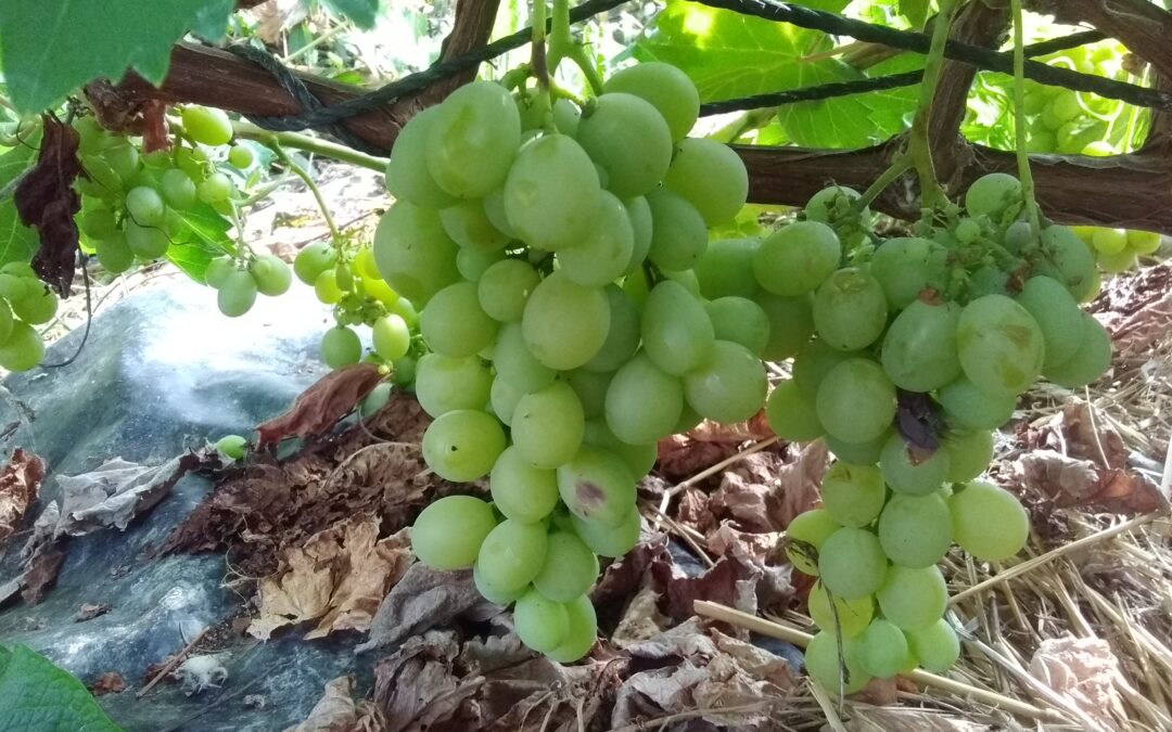 Vigne &lsquo;Chasselas doré&rsquo;