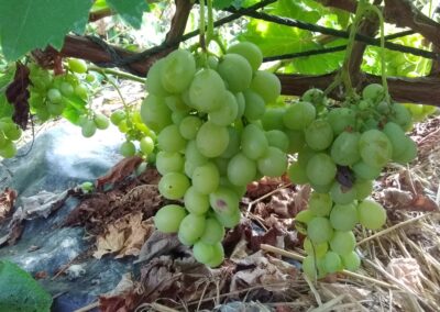 Vigne &lsquo;Chasselas doré&rsquo;