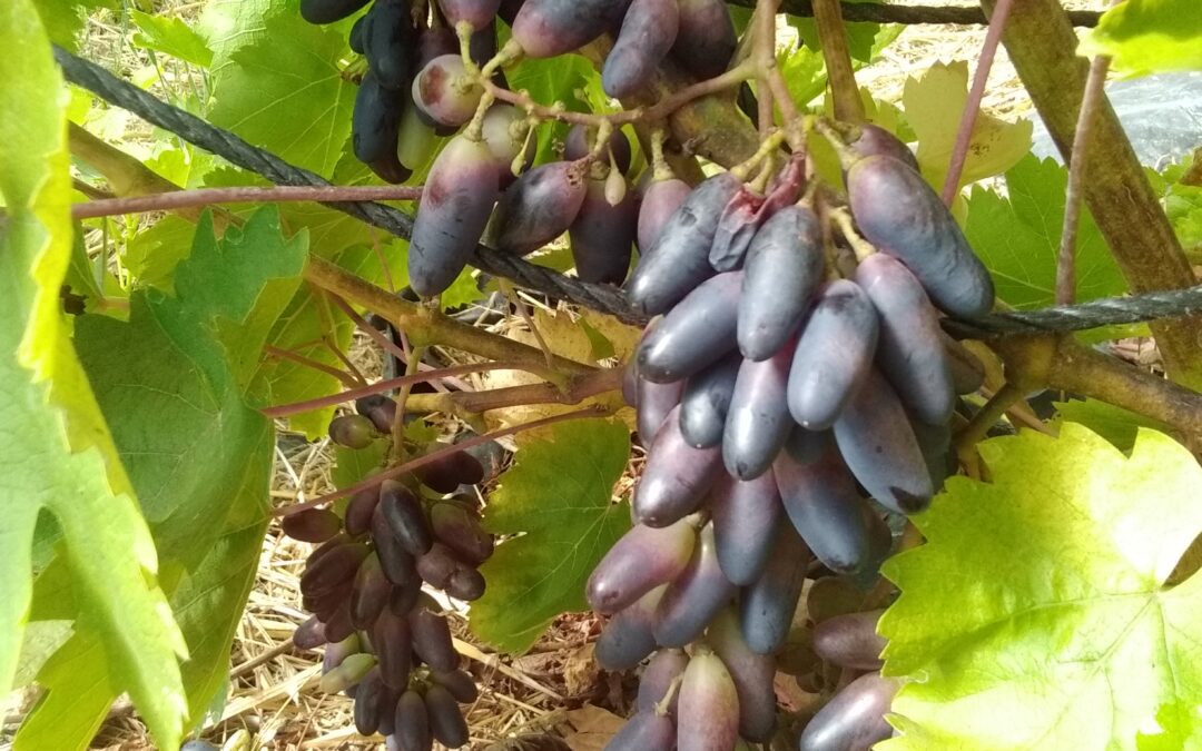 Vigne de Moldavie