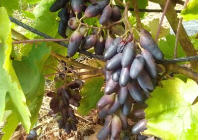 Vigne de Moldavie