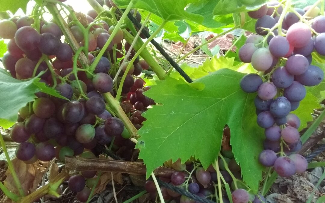 Vigne &lsquo;Muscat de Hambourg&rsquo;