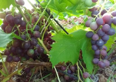 Vigne &lsquo;Muscat de Hambourg&rsquo;