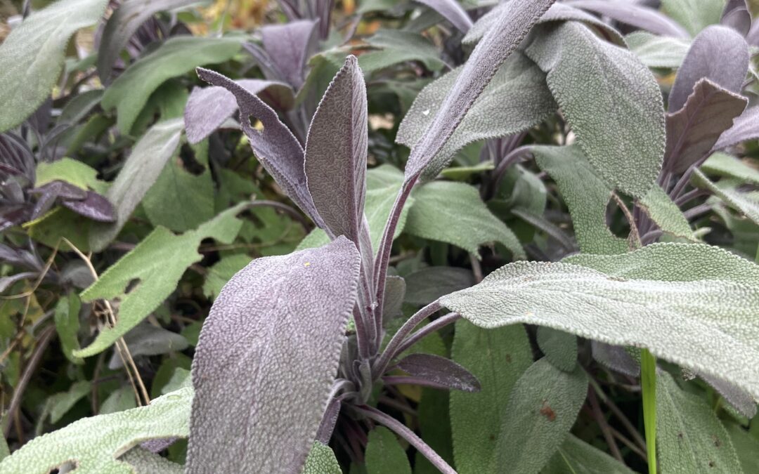 Sauge officinale pourpre