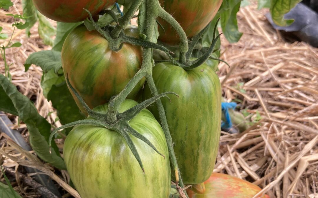 Tomate Striped Roman