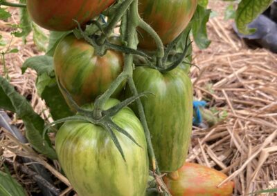 Tomate Striped Roman