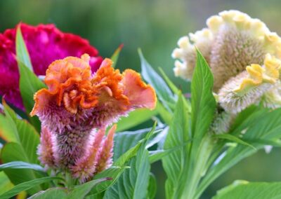 Célosie crête de coq