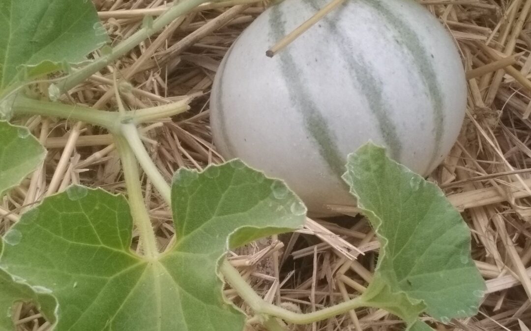 Melon Charentais  » Vieille France »