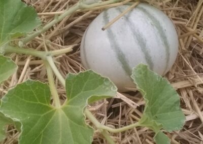 Melon Charentais  » Vieille France »