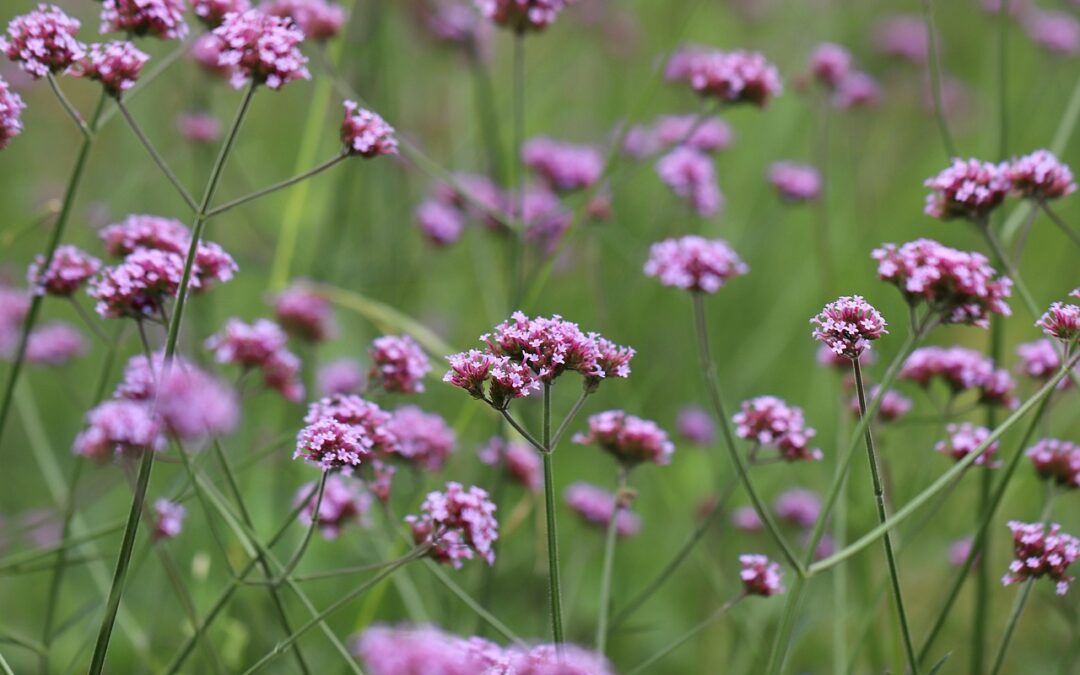 Verveine de Buenos Aires